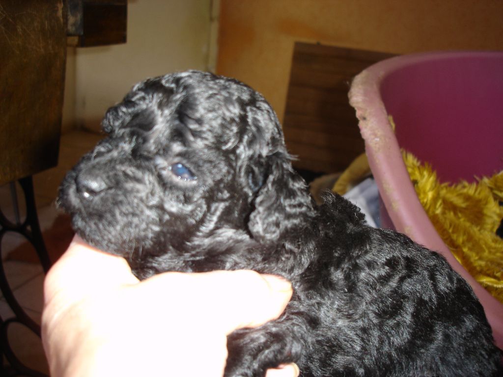 Amaia black du clos chanturgue