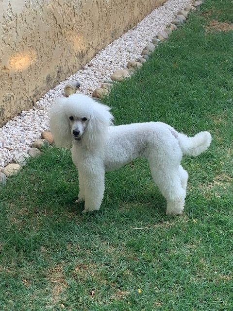 Raison d' être dite raquel du bois de Morchène