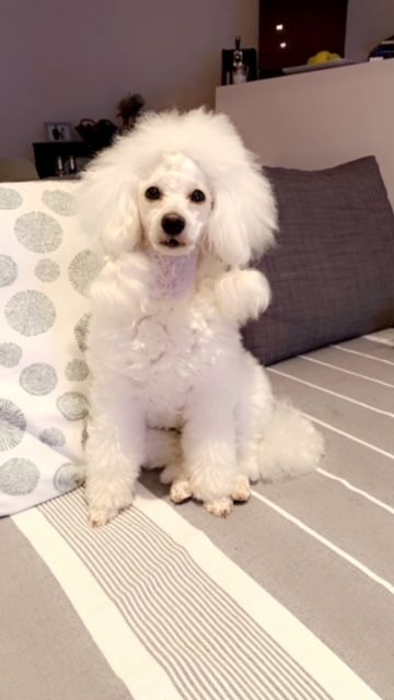 Raison d' être dite raquel du bois de Morchène