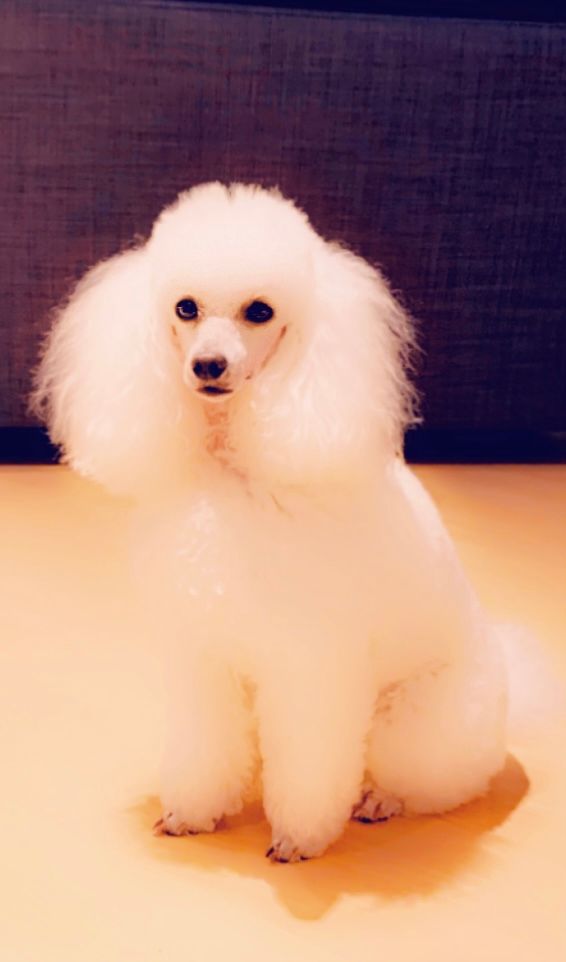 Raison d' être dite raquel du bois de Morchène