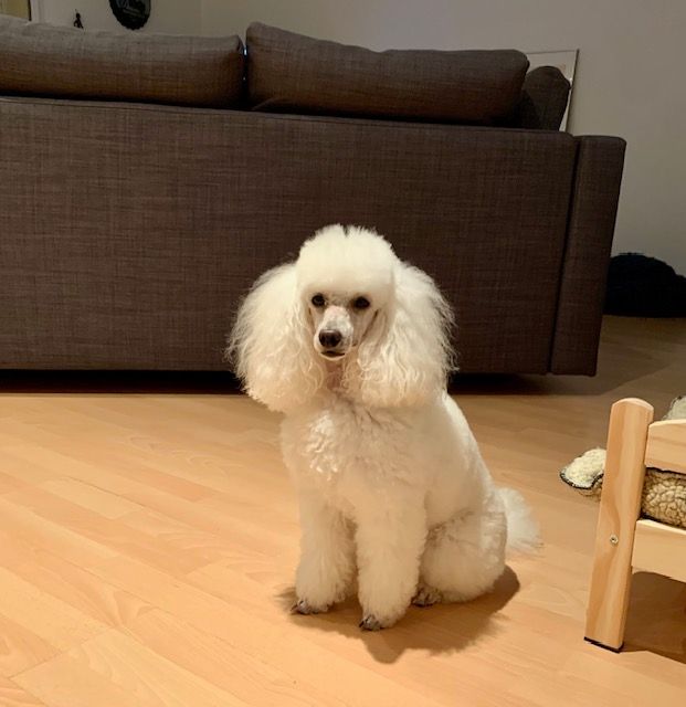 Raison d' être dite raquel du bois de Morchène