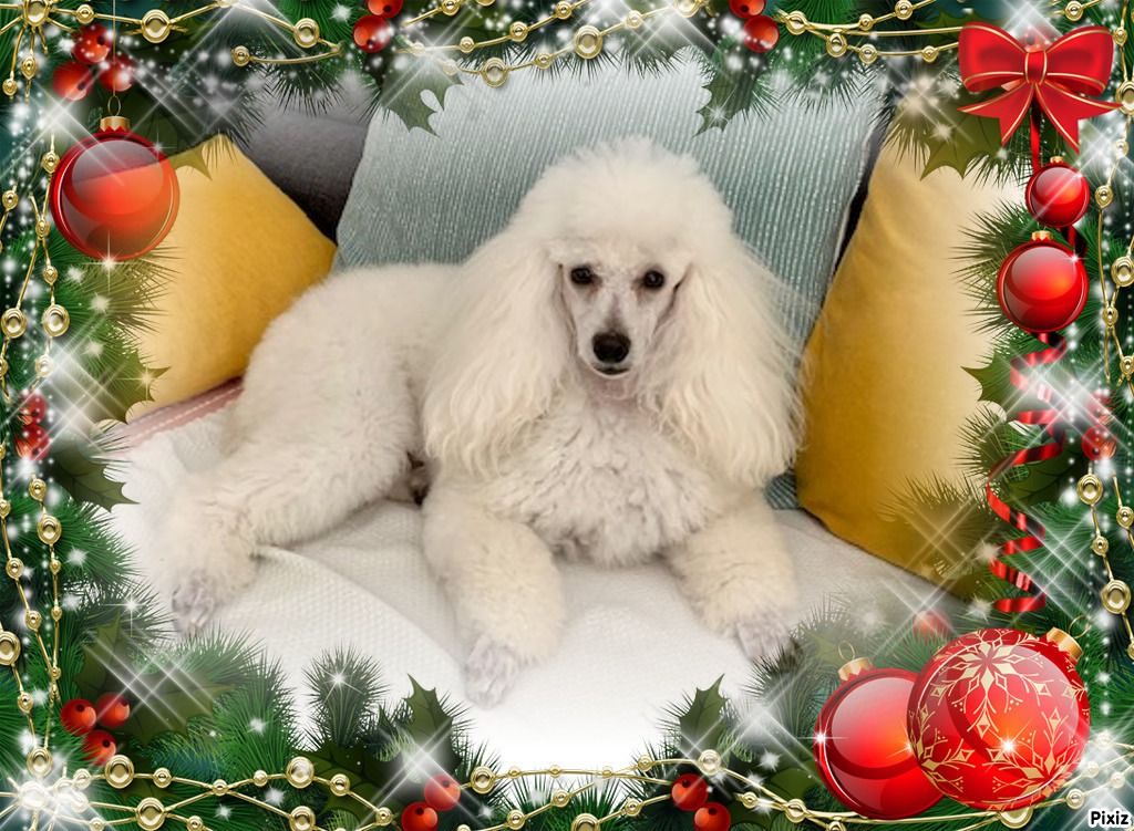 Raison d' être dite raquel du bois de Morchène