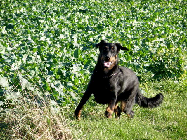 CH. Genesis des Feux de l'Ange