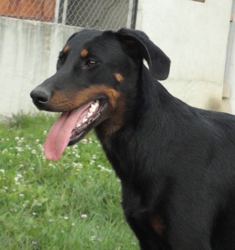 Publication : des Feux de l'Ange Auteur : boulay ludivine