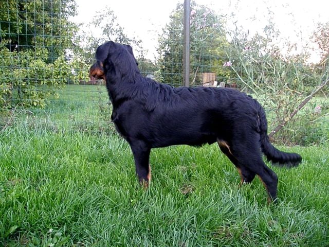 CH. Genesis des Feux de l'Ange