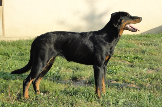 Publication : des Feux de l'Ange Auteur : boulay ludivine