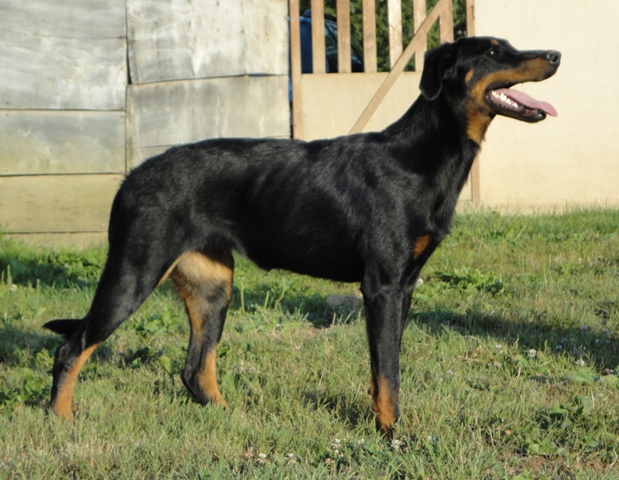 Publication : des Feux de l'Ange Auteur : boulay ludivine