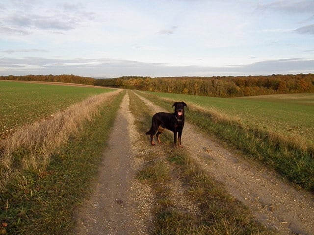CH. Genesis des Feux de l'Ange