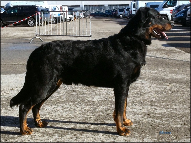 CH. Genesis des Feux de l'Ange
