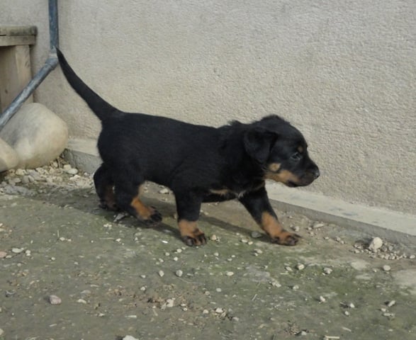 Guardiane des Feux de l'Ange