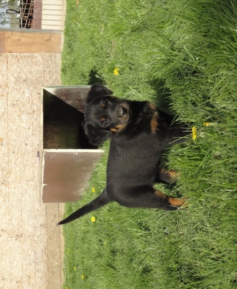 Guardiane des Feux de l'Ange