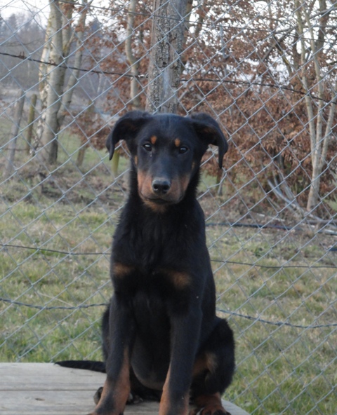 Publication : des Feux de l'Ange Auteur : boulay ludivine