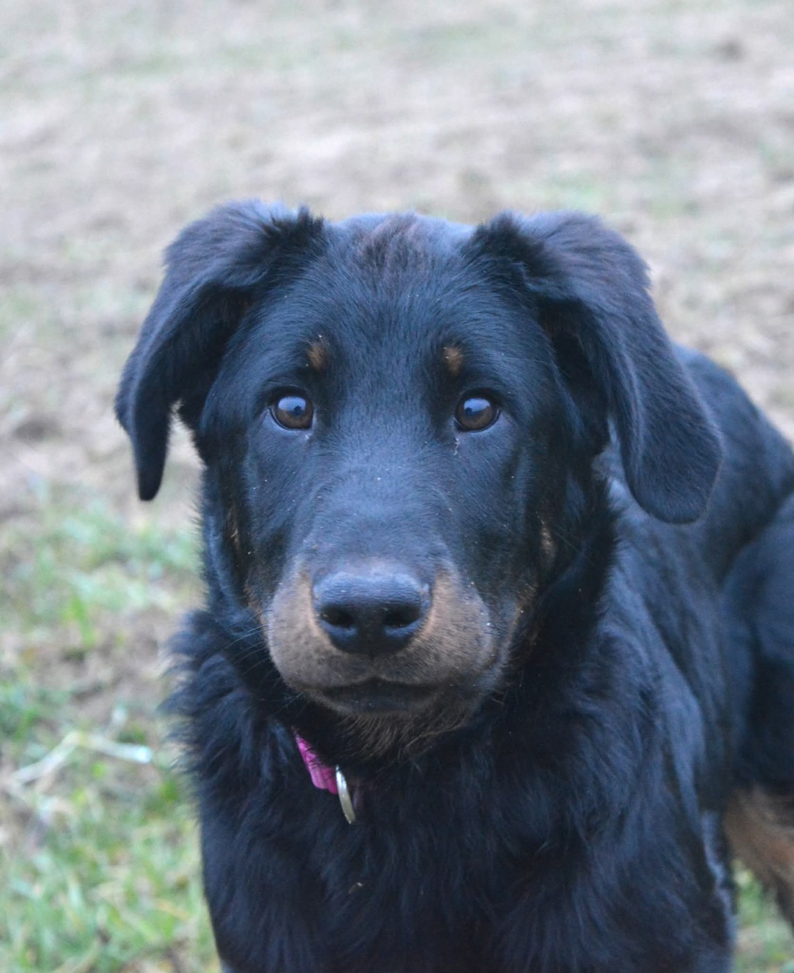 Azzana des Feux de l'Ange