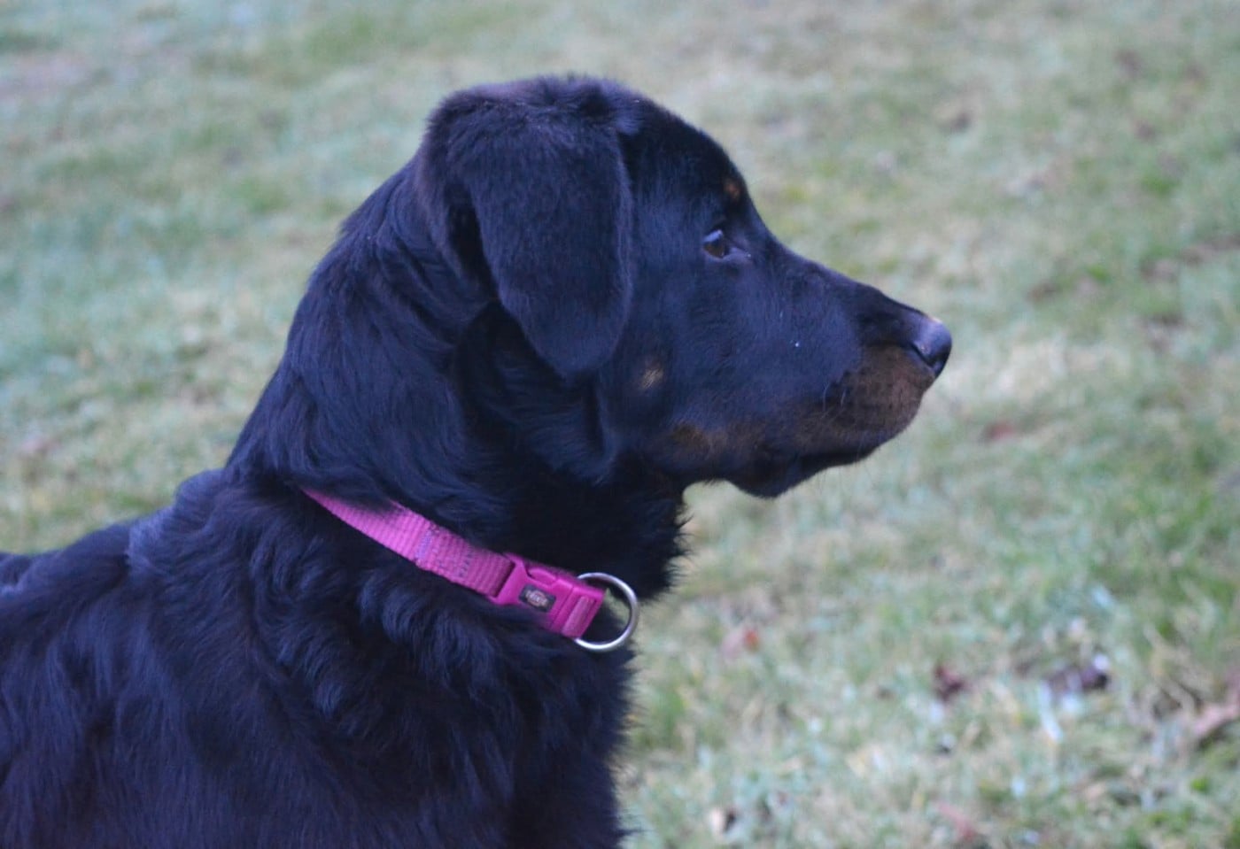 Azzana des Feux de l'Ange