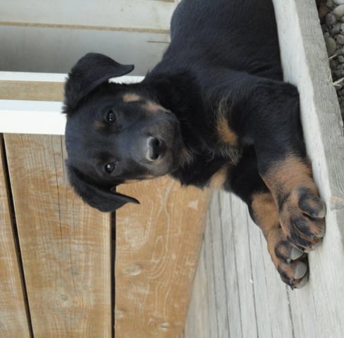 Guardiane des Feux de l'Ange