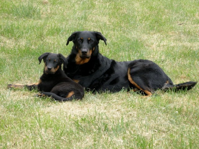 CH. Genesis des Feux de l'Ange