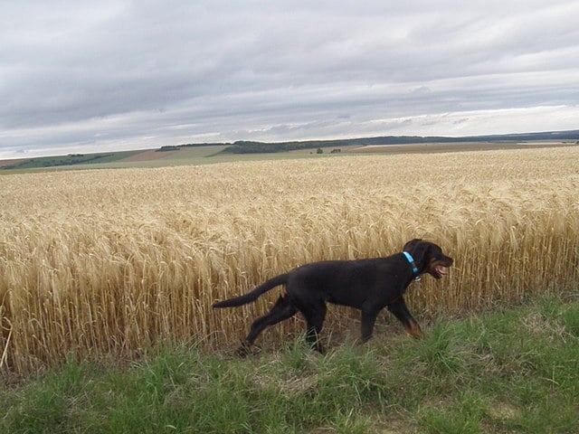 CH. Genesis des Feux de l'Ange