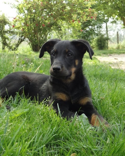 Guardiane des Feux de l'Ange