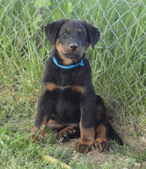 CH. Genesis des Feux de l'Ange