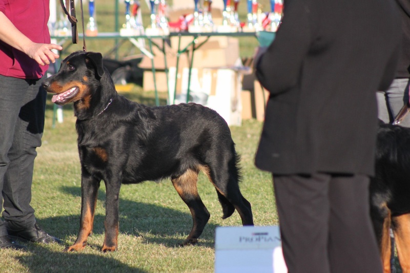 CH. Genesis des Feux de l'Ange