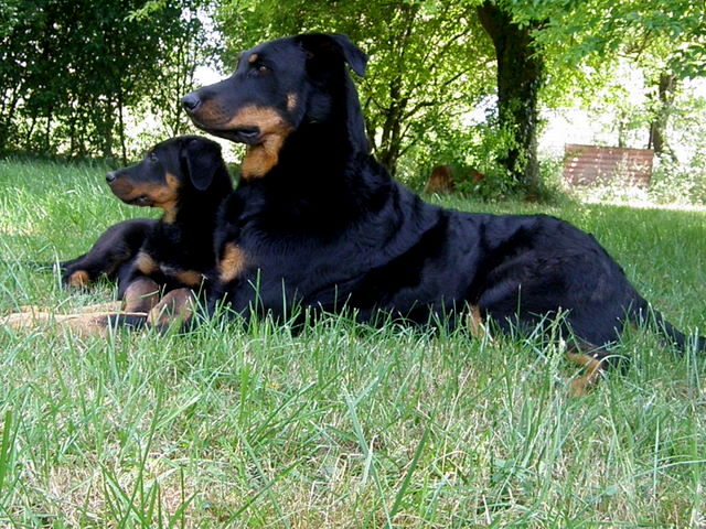 CH. Genesis des Feux de l'Ange