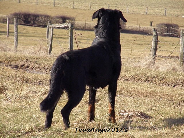 CH. Genesis des Feux de l'Ange