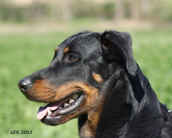 CH. Genesis des Feux de l'Ange