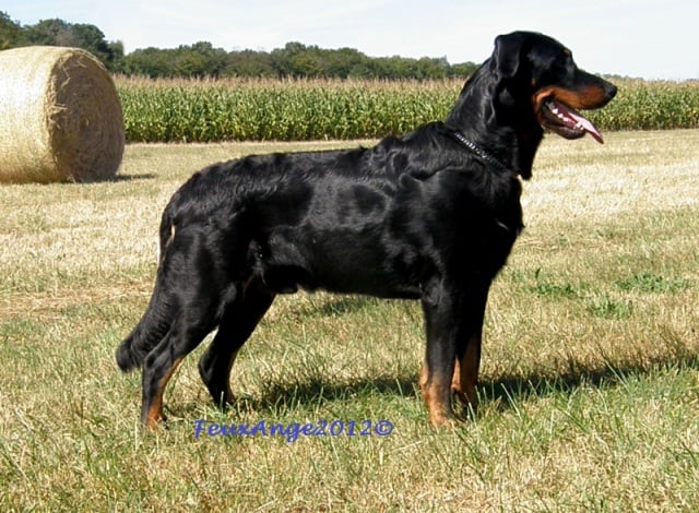 CH. Genesis des Feux de l'Ange