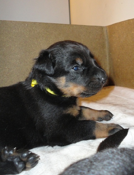 Guardiane des Feux de l'Ange