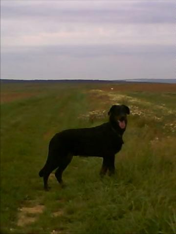 CH. Genesis des Feux de l'Ange