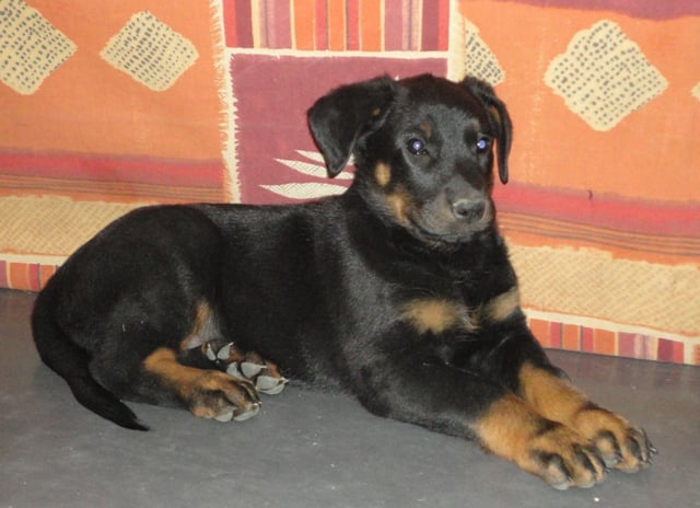 Guardiane des Feux de l'Ange