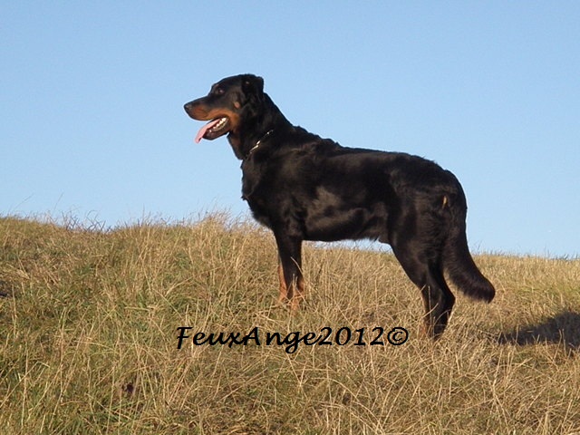 CH. Genesis des Feux de l'Ange