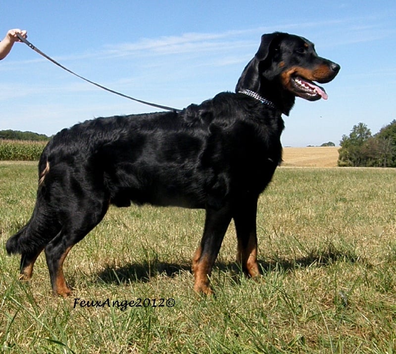 CH. Genesis des Feux de l'Ange