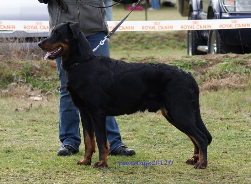 CH. Genesis des Feux de l'Ange