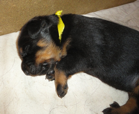 Guardiane des Feux de l'Ange