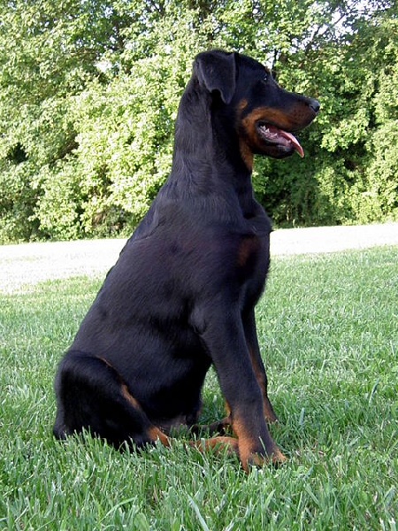 CH. Genesis des Feux de l'Ange