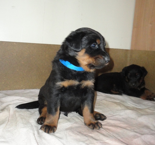 CH. Genesis des Feux de l'Ange