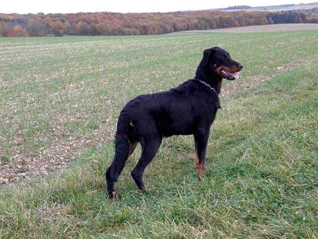 CH. Genesis des Feux de l'Ange