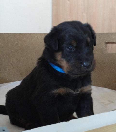 CH. Genesis des Feux de l'Ange