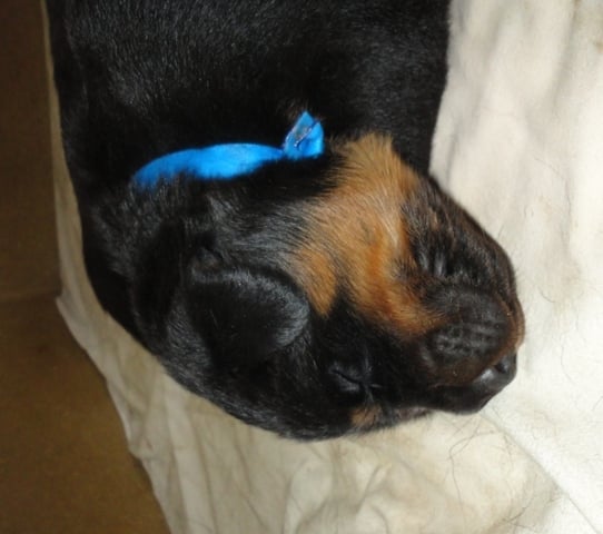 CH. Genesis des Feux de l'Ange