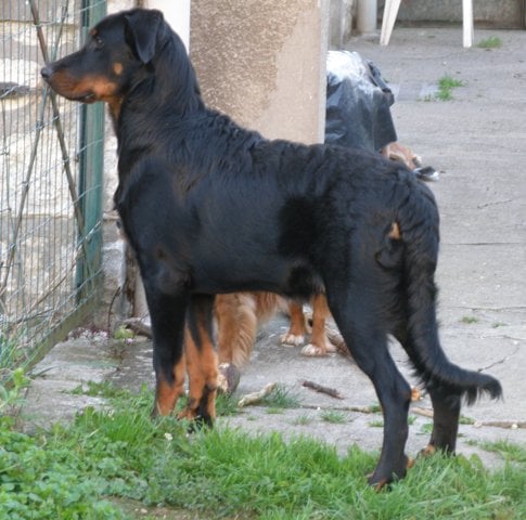 CH. Genesis des Feux de l'Ange