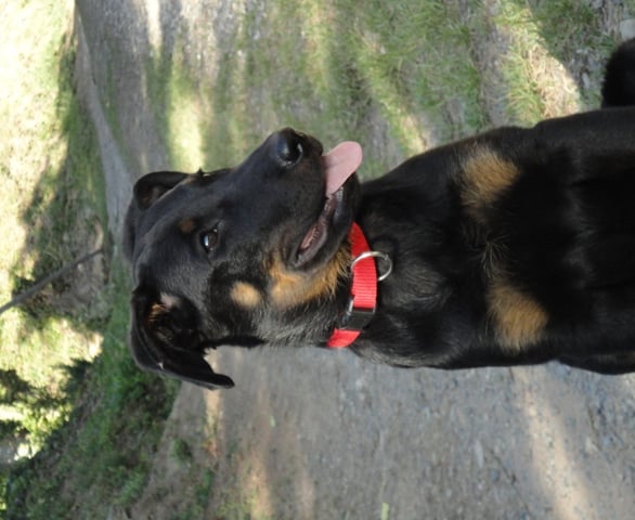 Guardiane des Feux de l'Ange