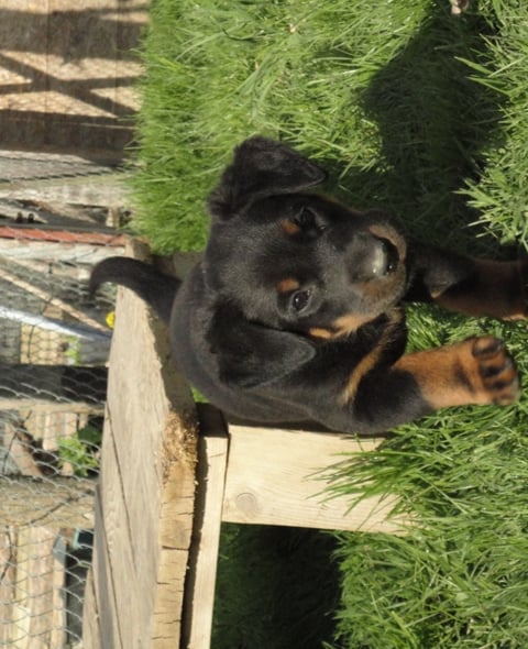 Guardiane des Feux de l'Ange