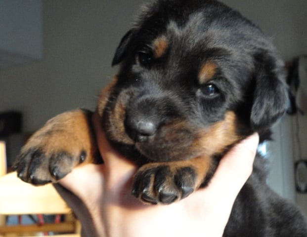 CH. Genesis des Feux de l'Ange