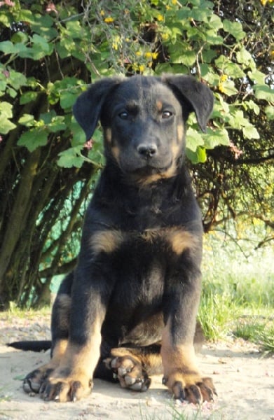 Guardiane des Feux de l'Ange