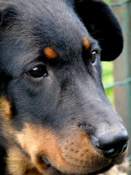 CH. Genesis des Feux de l'Ange