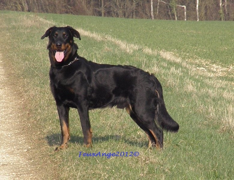 CH. Genesis des Feux de l'Ange