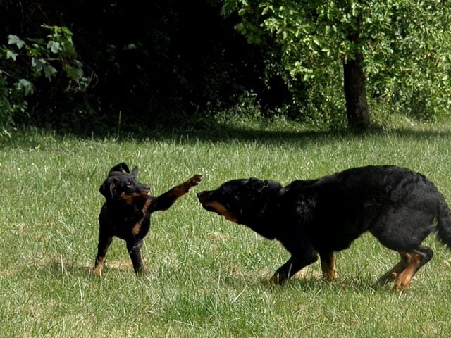 CH. Genesis des Feux de l'Ange