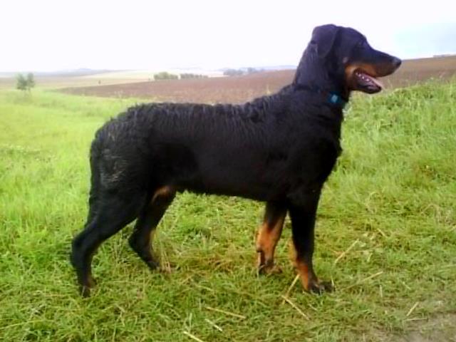 CH. Genesis des Feux de l'Ange