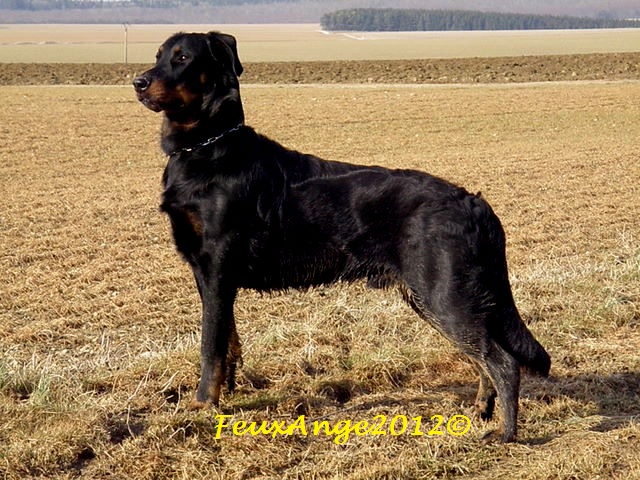 CH. Genesis des Feux de l'Ange
